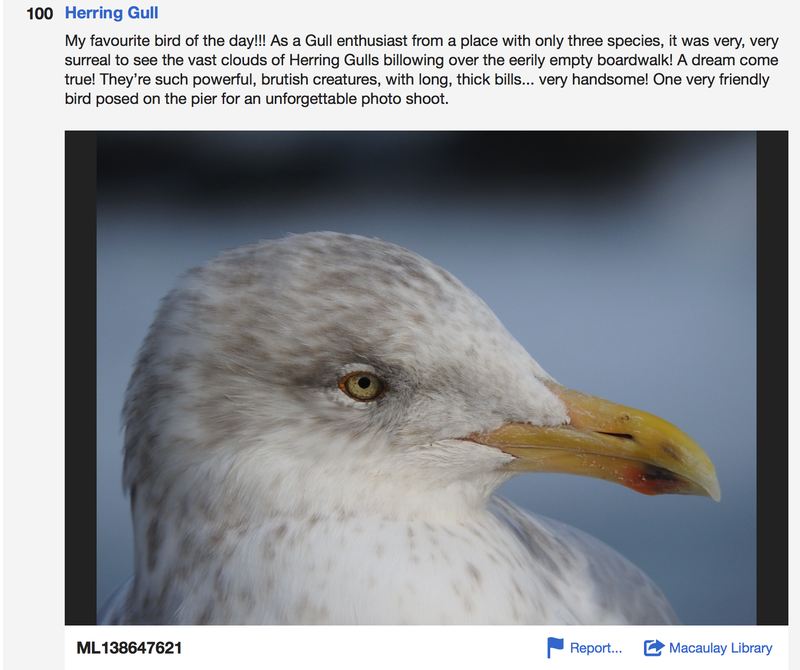 An entry from one of Vaughan’s eBird lists.